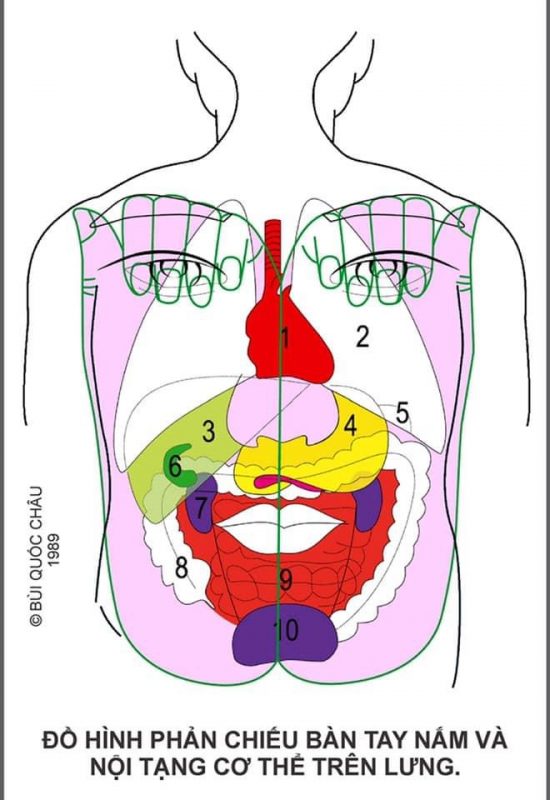 Diện Chẩn Spa YAM Center - Diện Chẩn Massage - Đồ hình Diện Chẩn