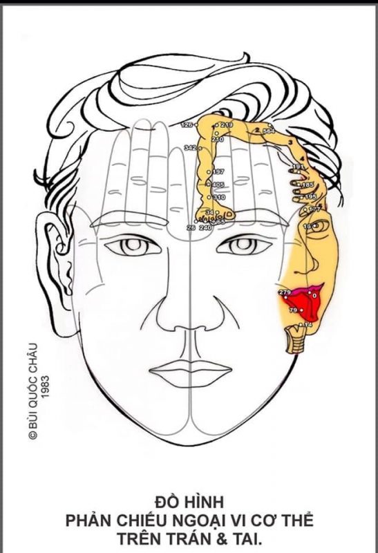 Diện Chẩn Spa YAM Center - Diện Chẩn Massage - Đồ hình Diện Chẩn